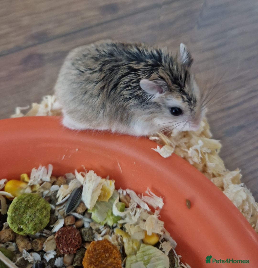 Hamster rodents for sale: A Roborovski dwarf hamster for sale in Birmingham - Image 2