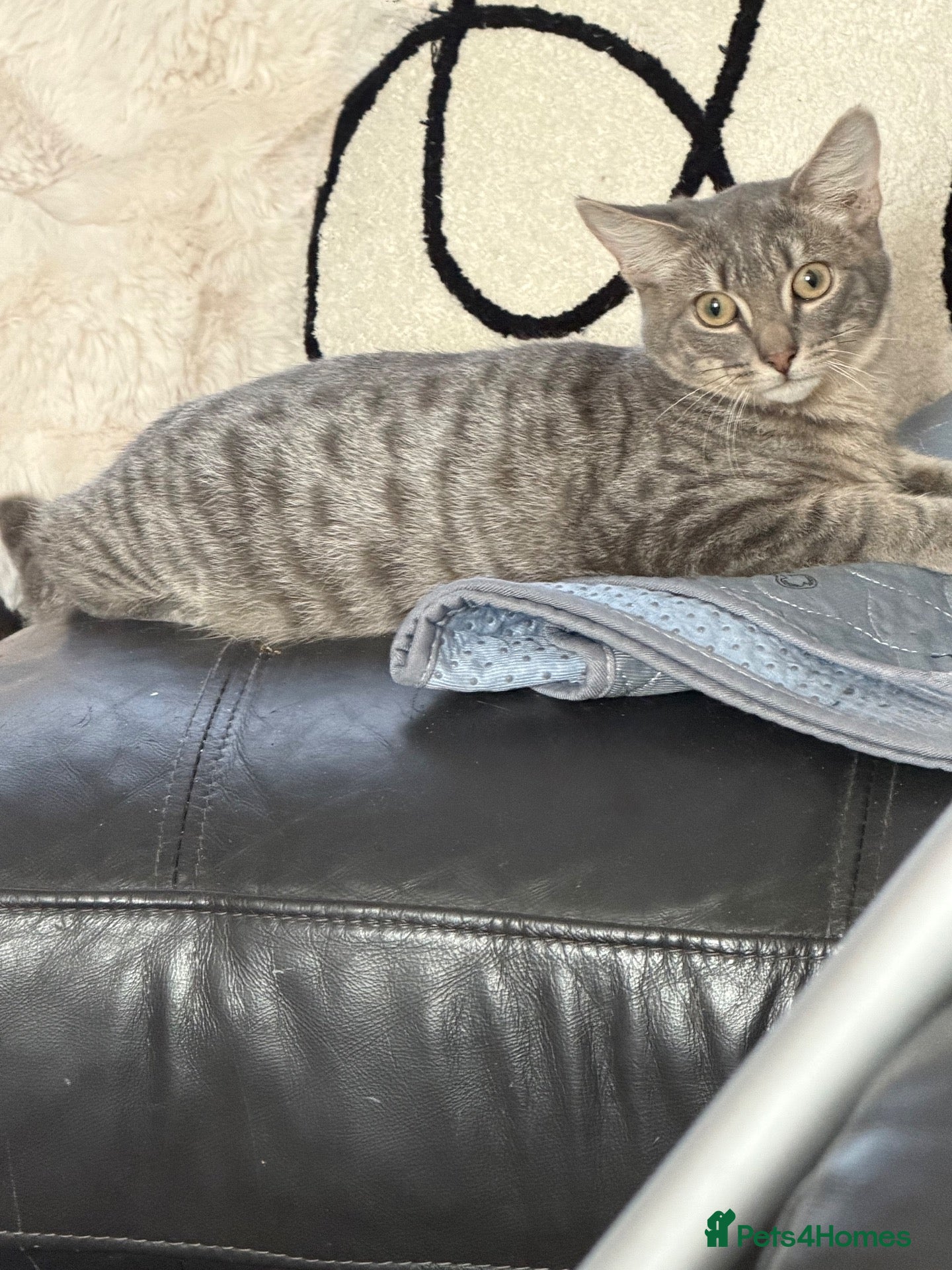 British Shorthair cats Beautiful boy  - Advert 5