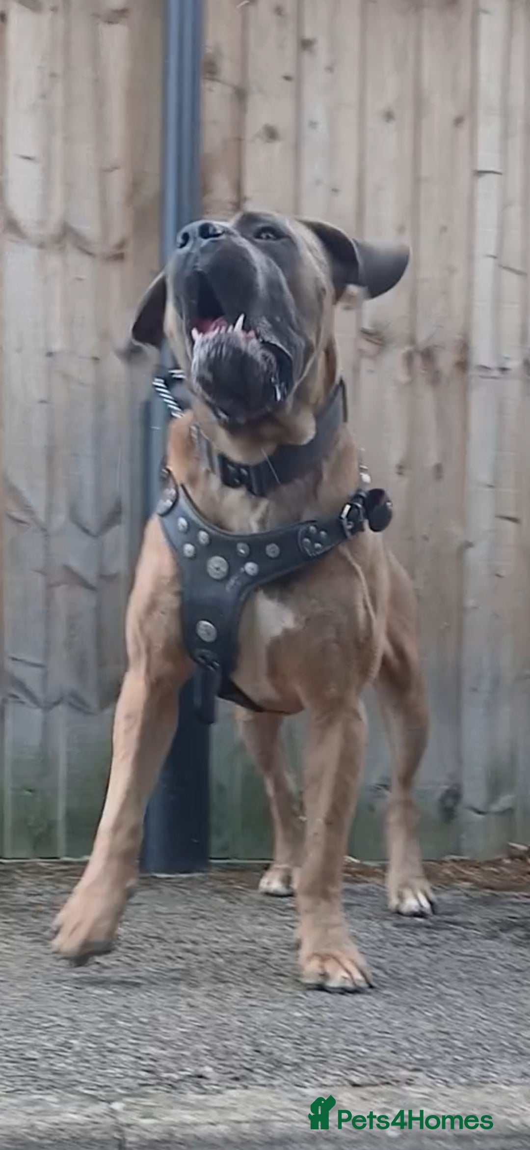 Cane Corso dogs for stud: Russian import cane corso - Image 5