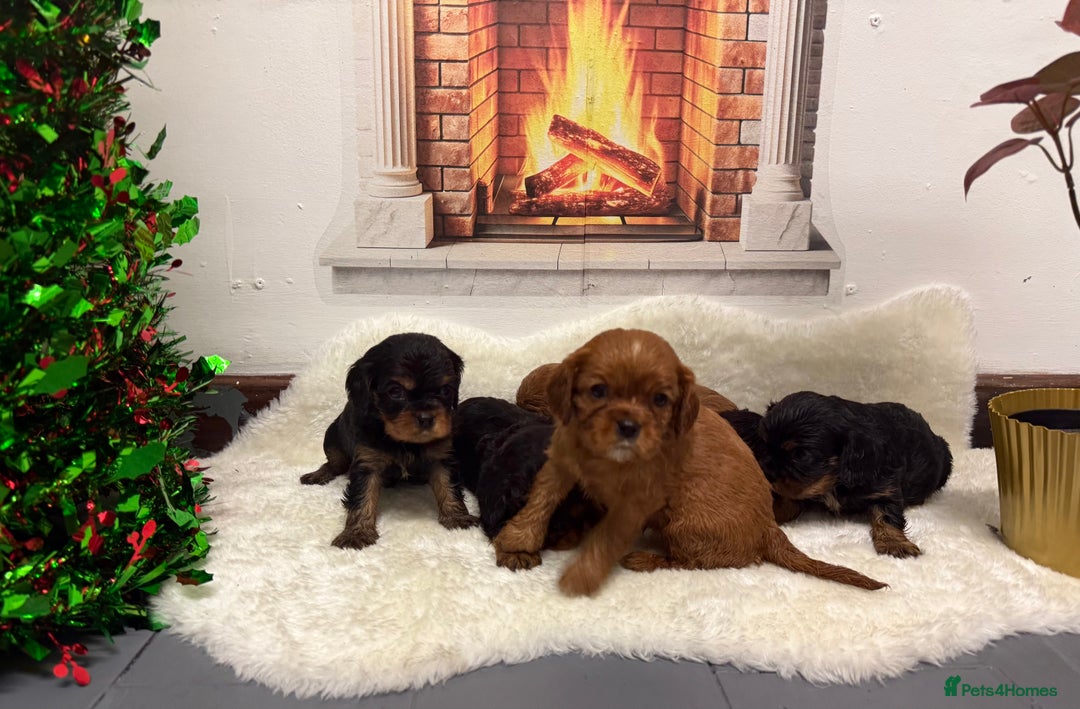 Cavalier King Charles Spaniel dogs for sale: KC King Charles Cavalier Puppies for sale  - Advert 16
