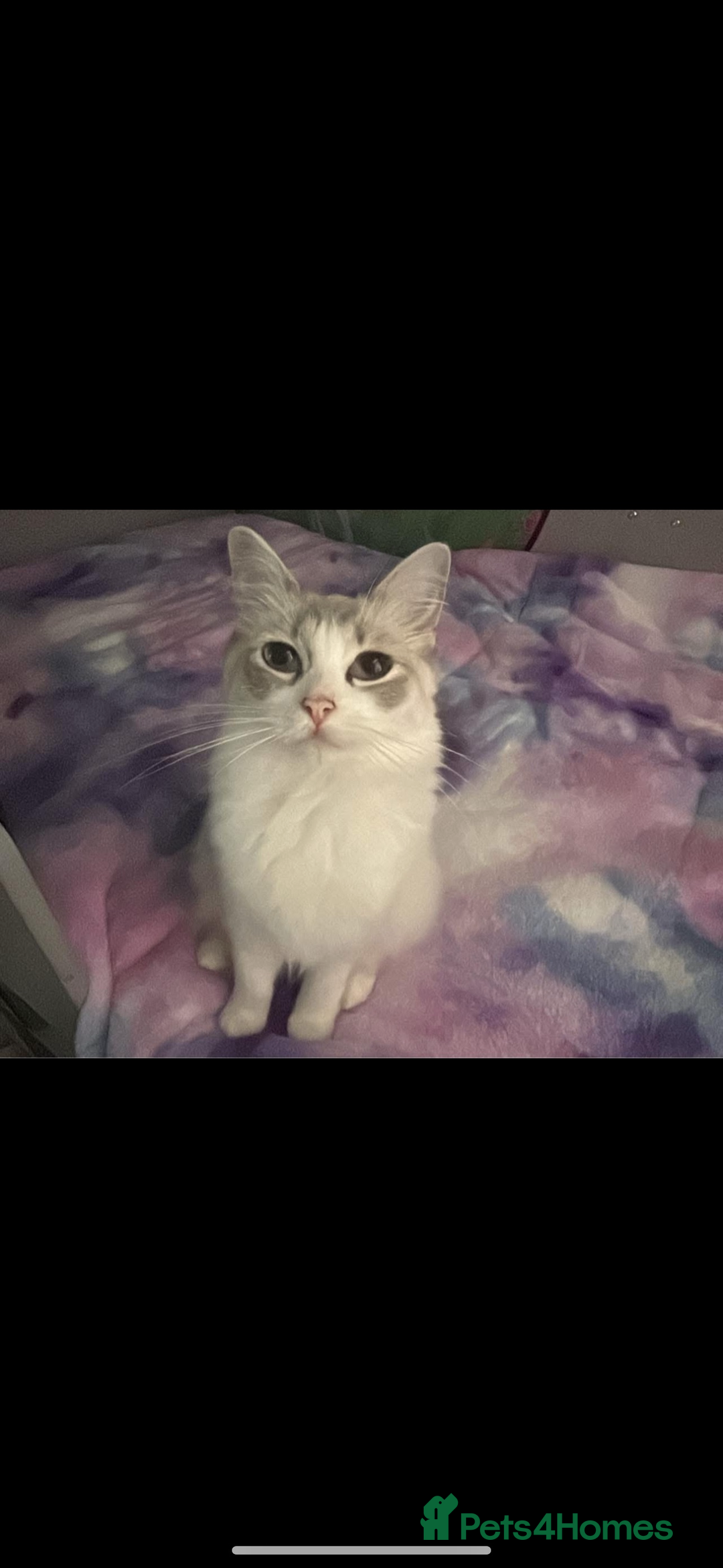 Ragdoll cats for sale: Gorgeous Ragdoll Kittens- Last girl left - Advert 2