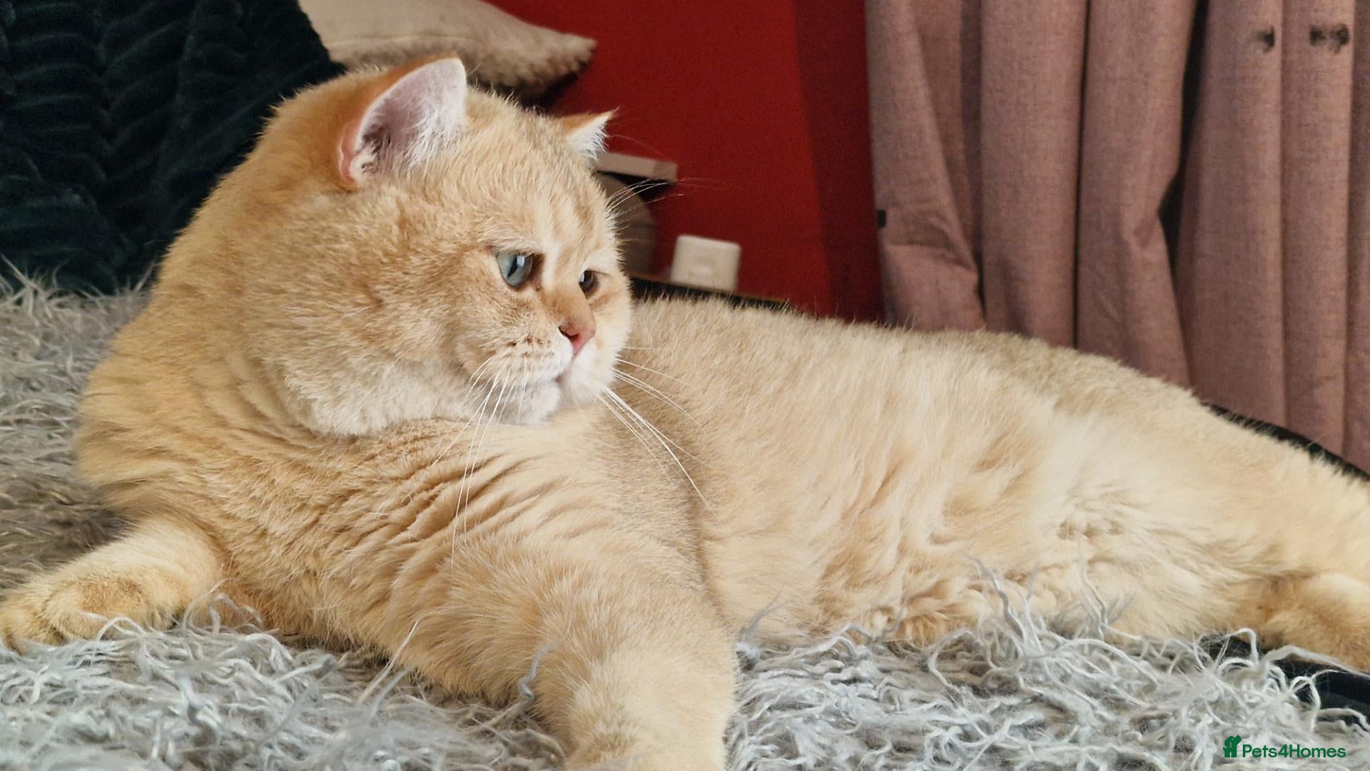 British Shorthair cats BSH registed proven stud - Advert 1