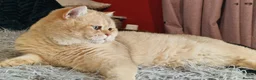 British Shorthair cats for stud: BSH registed proven stud - Advert 1