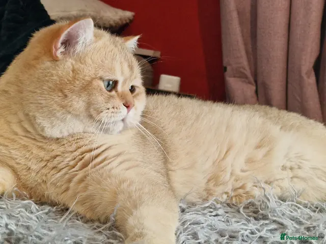 British Shorthair cats for stud: BSH registed proven stud - Advert 1