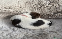 Sprocker dogs for sale: Sprocker puppies  - Advert 19