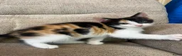 Mixed Breed cats for sale: 5 Gorgeous Kittens in Halifax - Advert 16