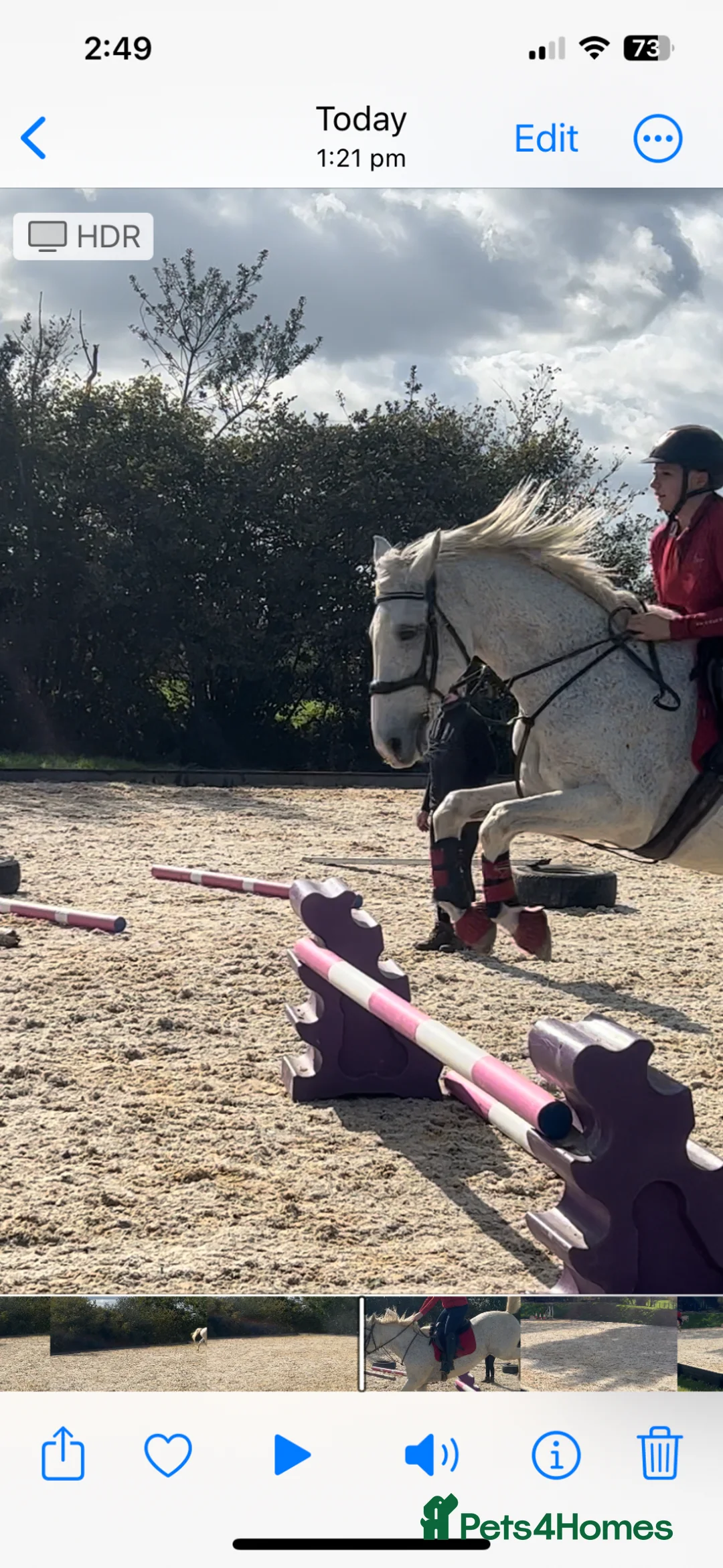 Irish Sports horses for sale: A beautiful handsome boy looking for new home  - Advert 1