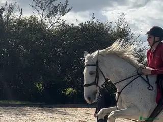 Irish Sports horses A beautiful handsome boy looking for new home - Advert 1