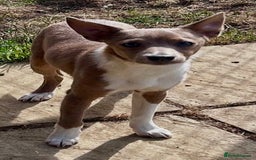 Portuguese Podengo dogs for sale: Portuguese Podengo Smooth Coat puppies in Faringdon - Image 5