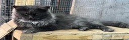Maine Coon cats for sale: XL black smoke black maine coon kittens - Advert 7