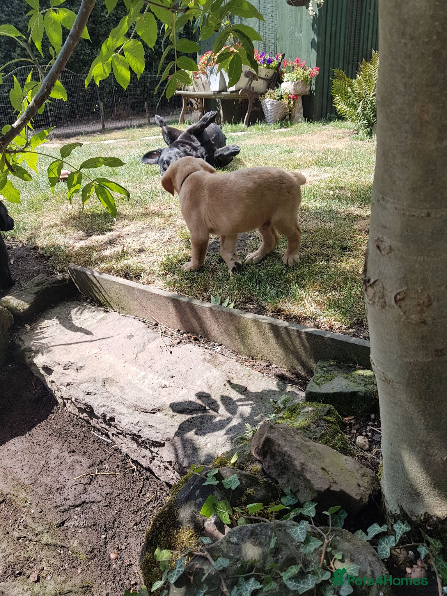 Labrador Retriever dogs Excellent KC Registered Labrador puppies  - Advert 2