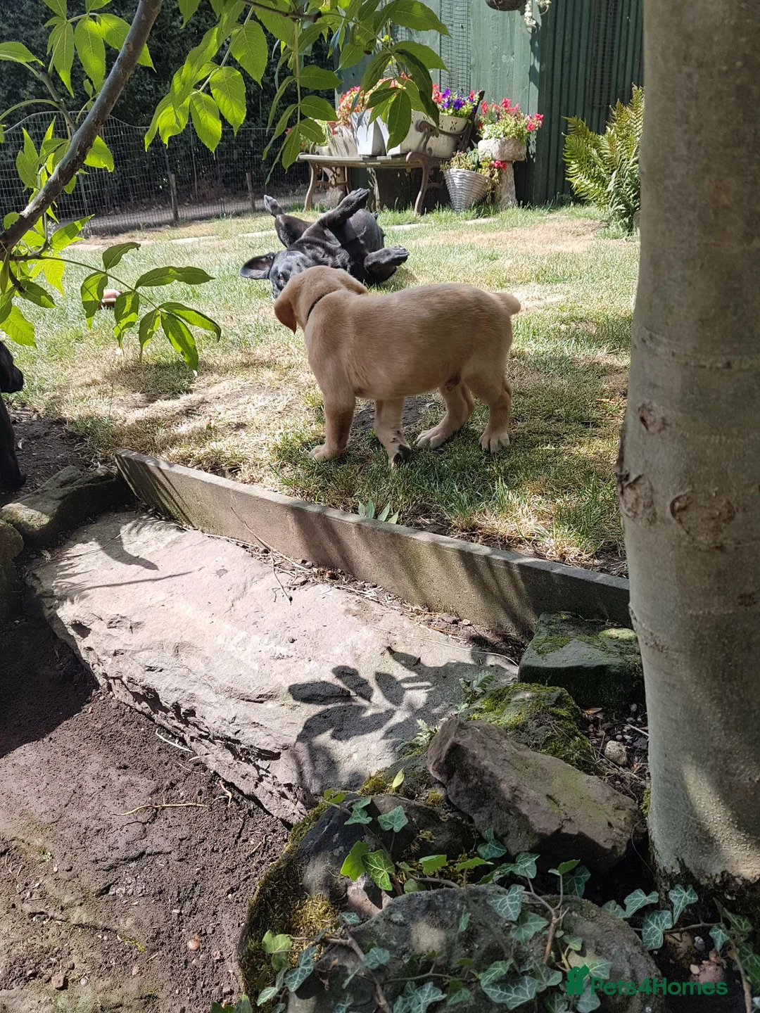 Labrador Retriever dogs for sale: Excellent KC Registered Labrador puppies  - Advert 2