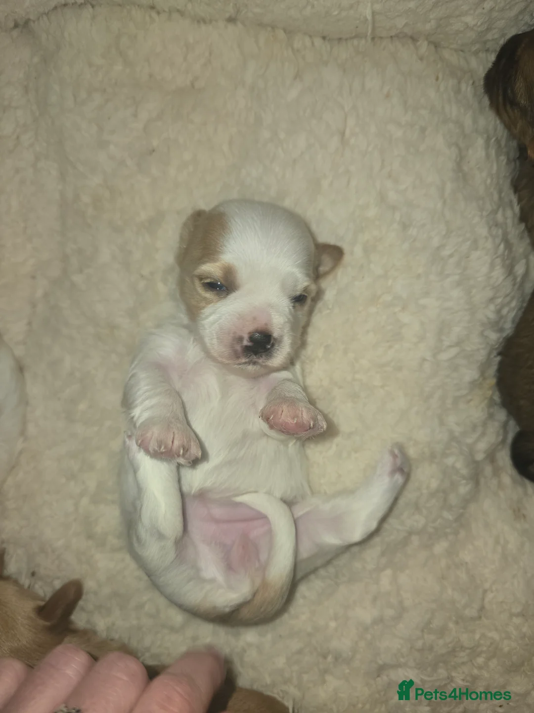 Yorkshire Terrier dogs for sale: wonderful puppies yorkshire terrier - Advert 36