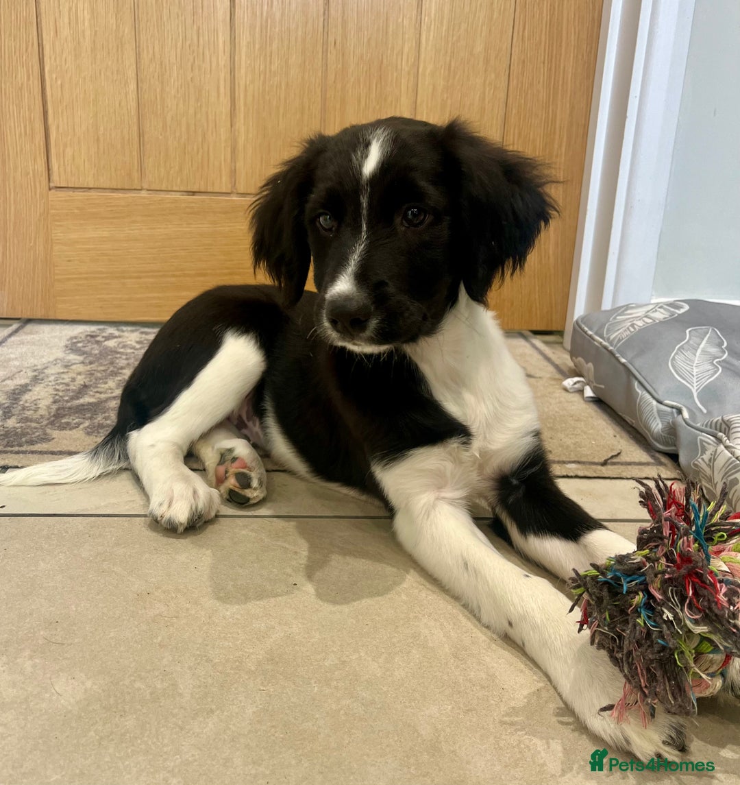 Sprollie dogs for sale: Beautiful Springer Spaniel x Border Collie Puppies - Image 3
