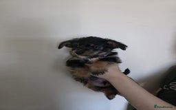 Mixed Breed dogs for sale: 💞 Beautiful Yorkie Russel Puppies 💞 - Image 23