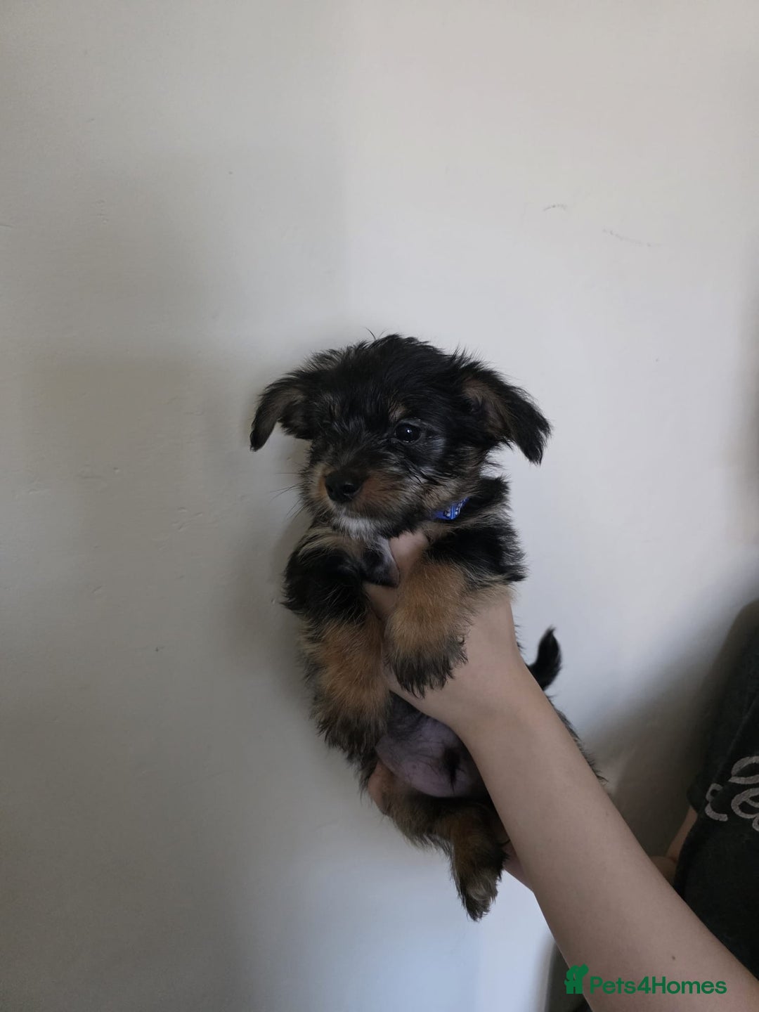 Mixed Breed dogs for sale: 💞 Beautiful Yorkie Russel Puppies 💞 - Image 23