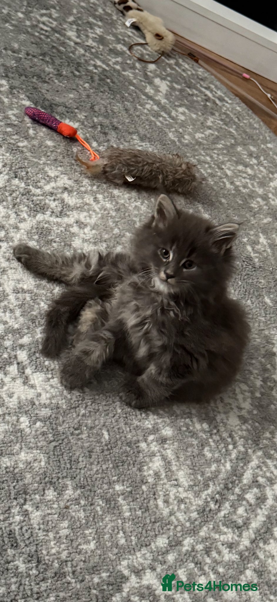Maine Coon cats Mainecoon cross kitten  - Advert 3