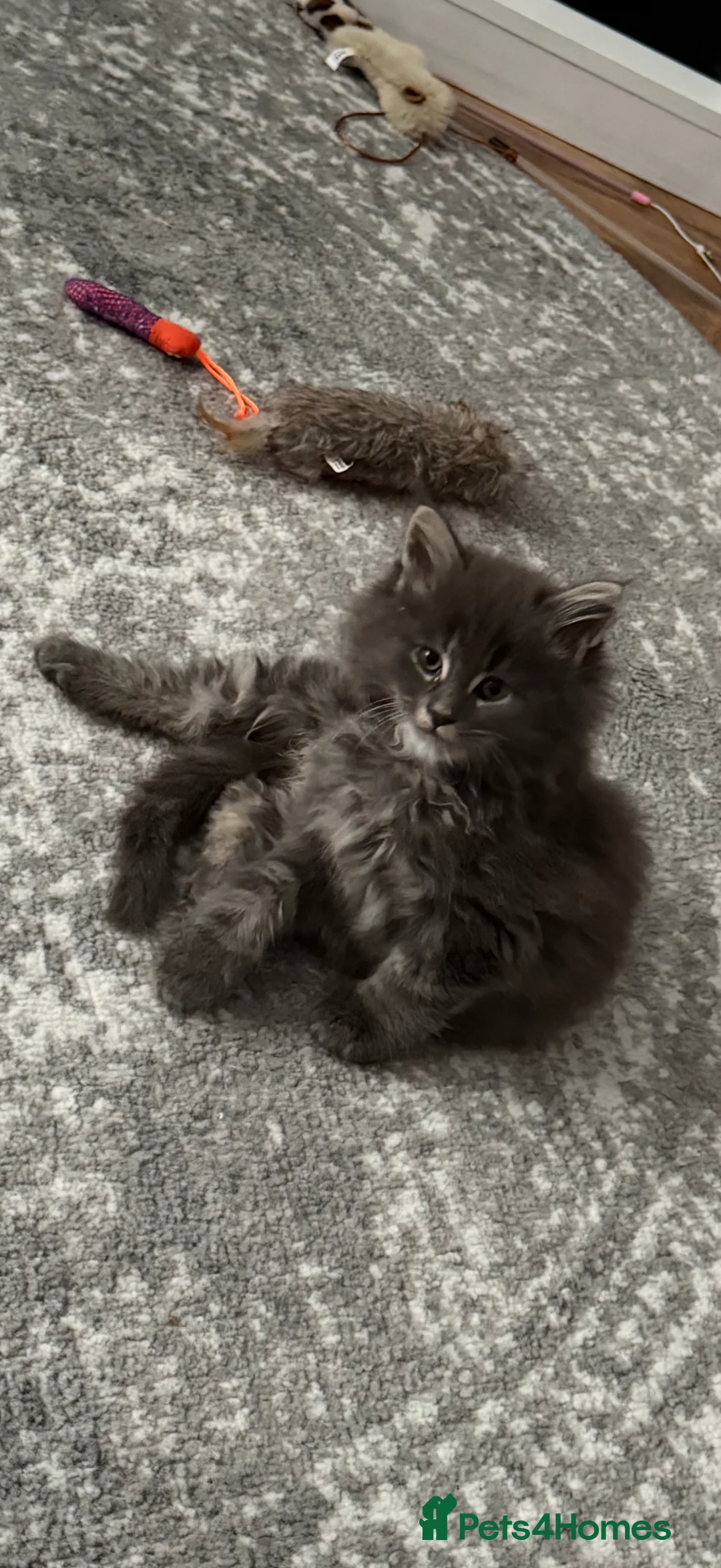 Maine Coon cats for sale: Mainecoon cross kitten  - Advert 1