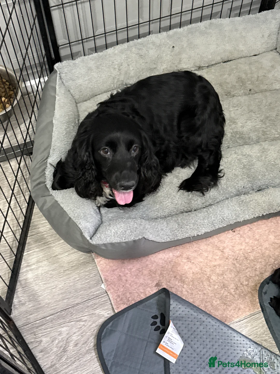 Sprocker dogs for sale: 1 boy sprocker - Advert 1