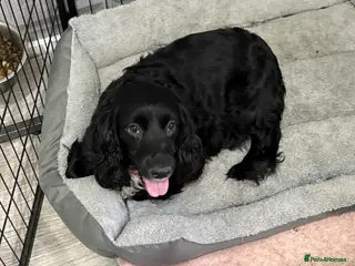 Sprocker dogs 1 boy sprocker - Advert 3