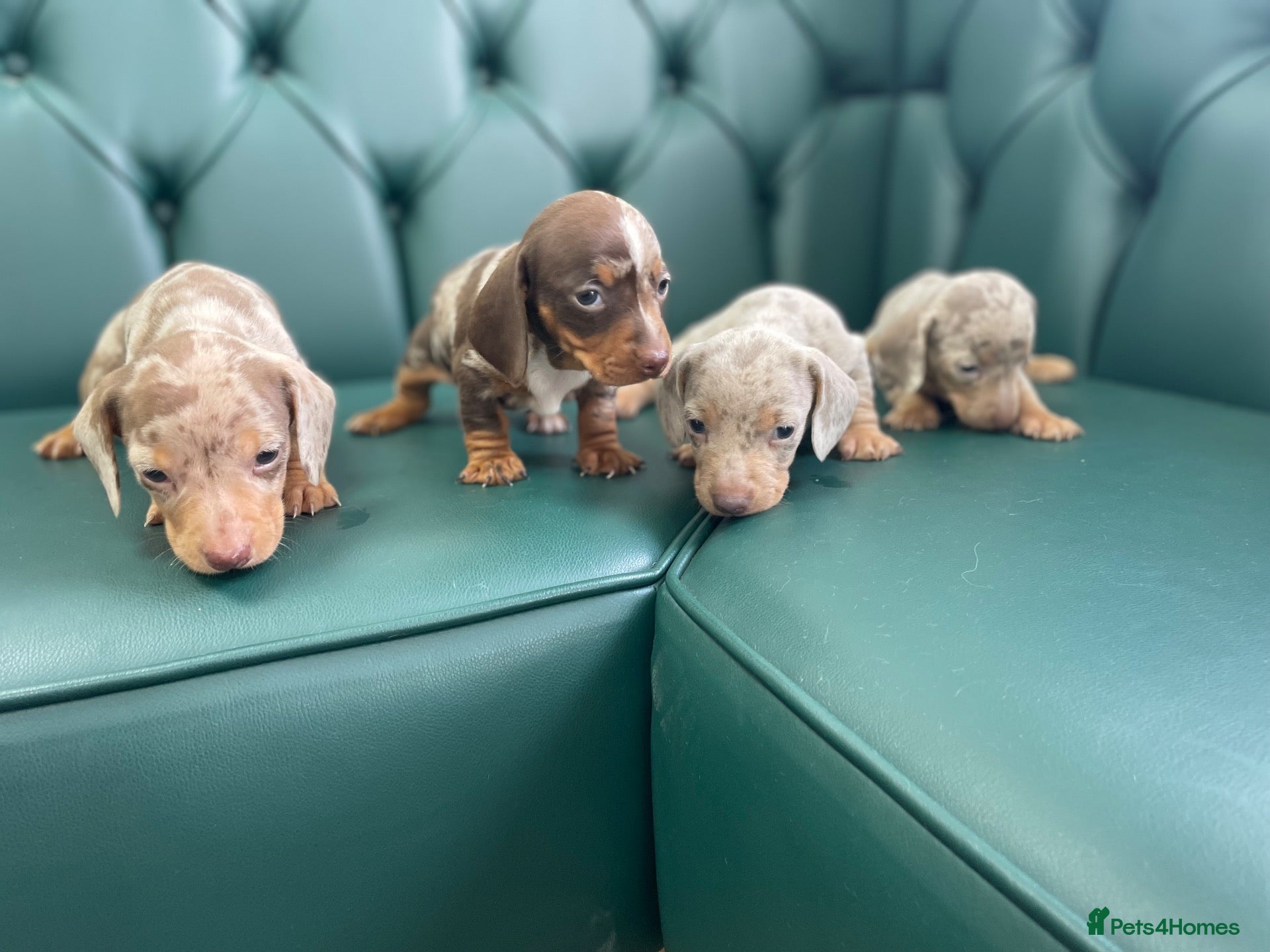 Miniature Dachshund dogs 5⭐️ Licensed. PRA clear dapple mini Daxis  - Advert 2