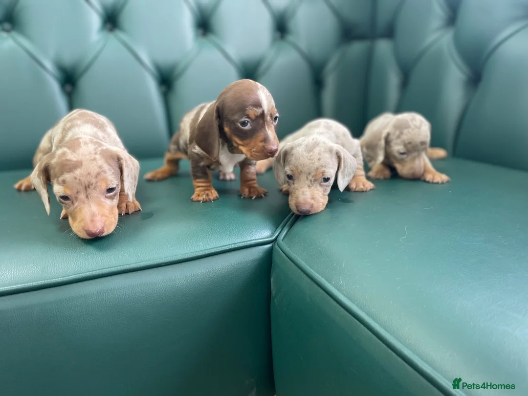 Miniature Dachshund dogs for sale: 5⭐️ Licensed. PRA clear dapple mini Daxis  - Advert 2