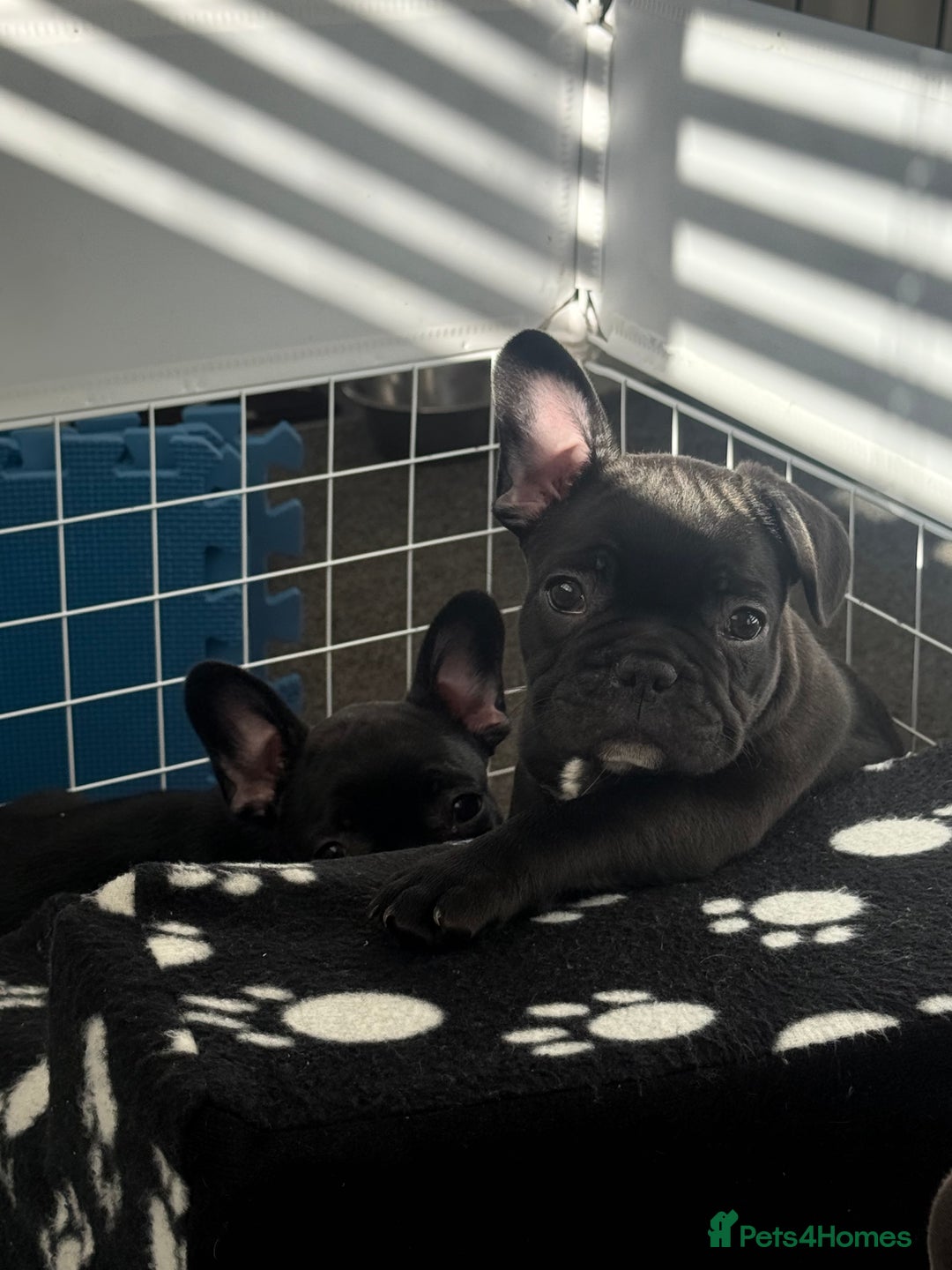 French Bulldog dogs for sale:  Adorable Frenchies Puppies Ready for them home - Image 9