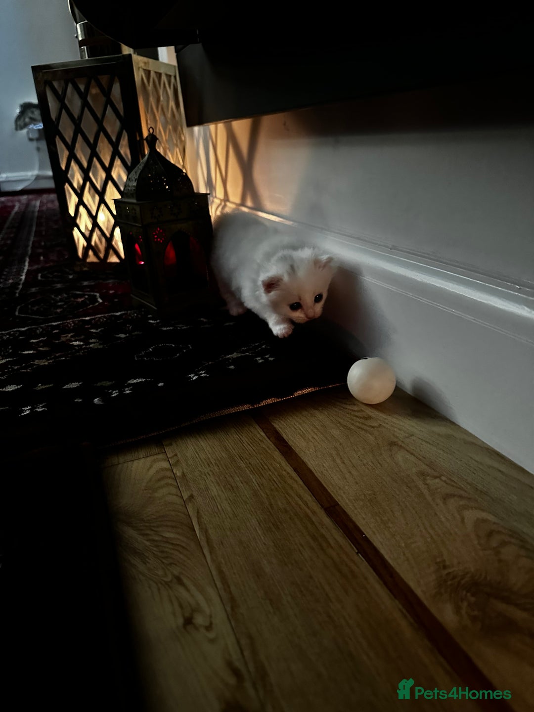 Siamese cats for sale: Siamese x russian blue kittens - Advert 10