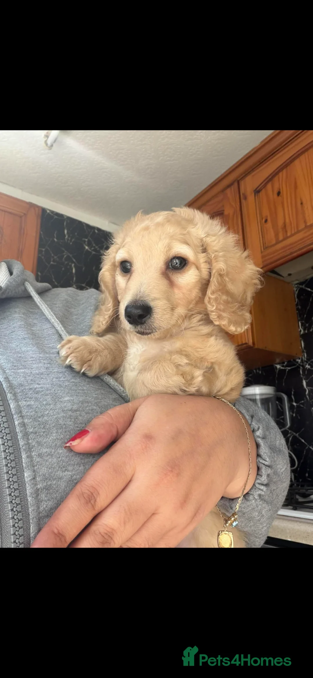 Dachshund dogs for sale: Beautiful miniature dachshund long hair cream - Advert 2