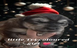 Mixed Breed dogs for sale: Malamute / Labrador pups  - Advert 4