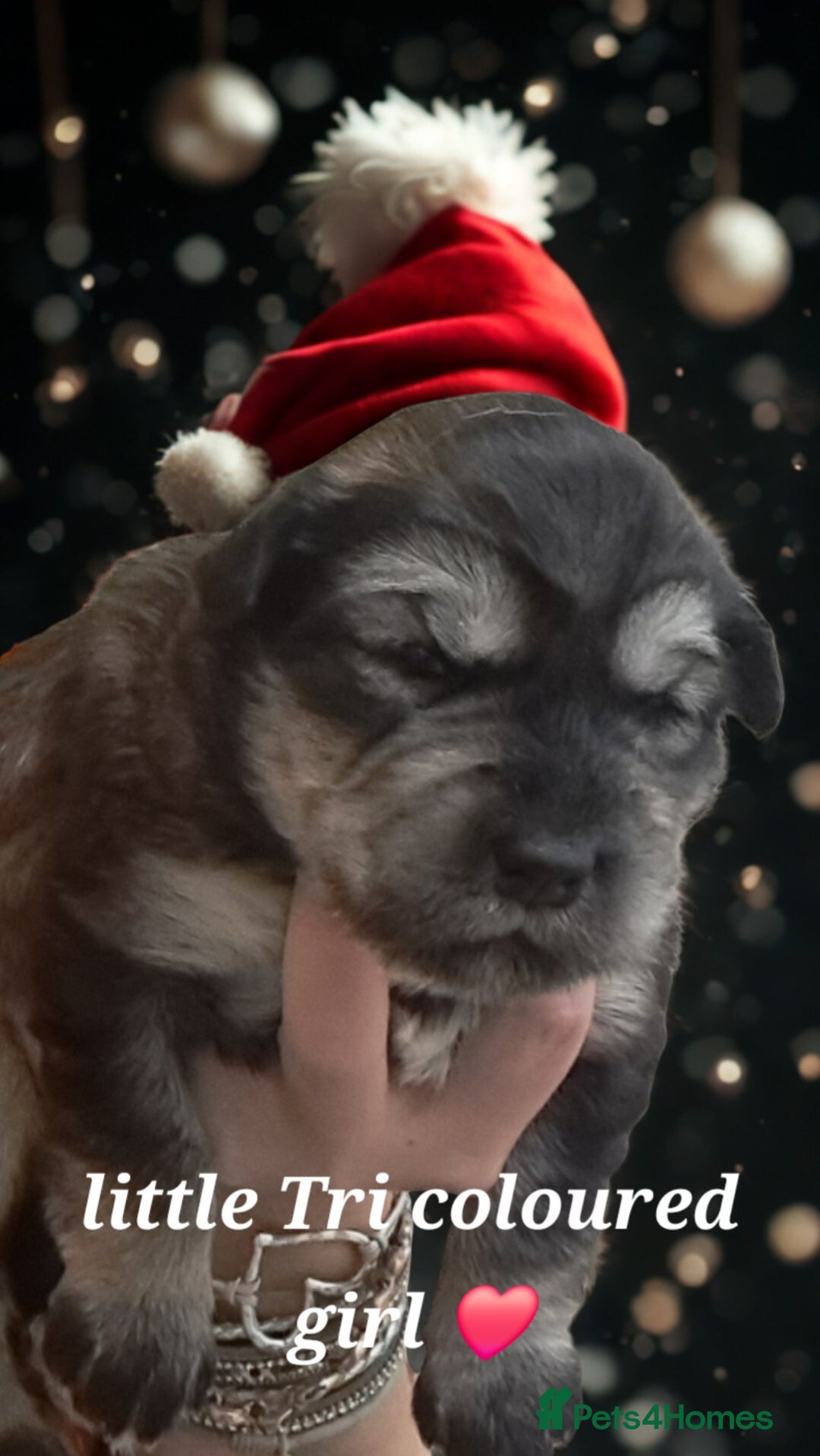 Mixed Breed dogs for sale: Malamute / Labrador pups  - Advert 4