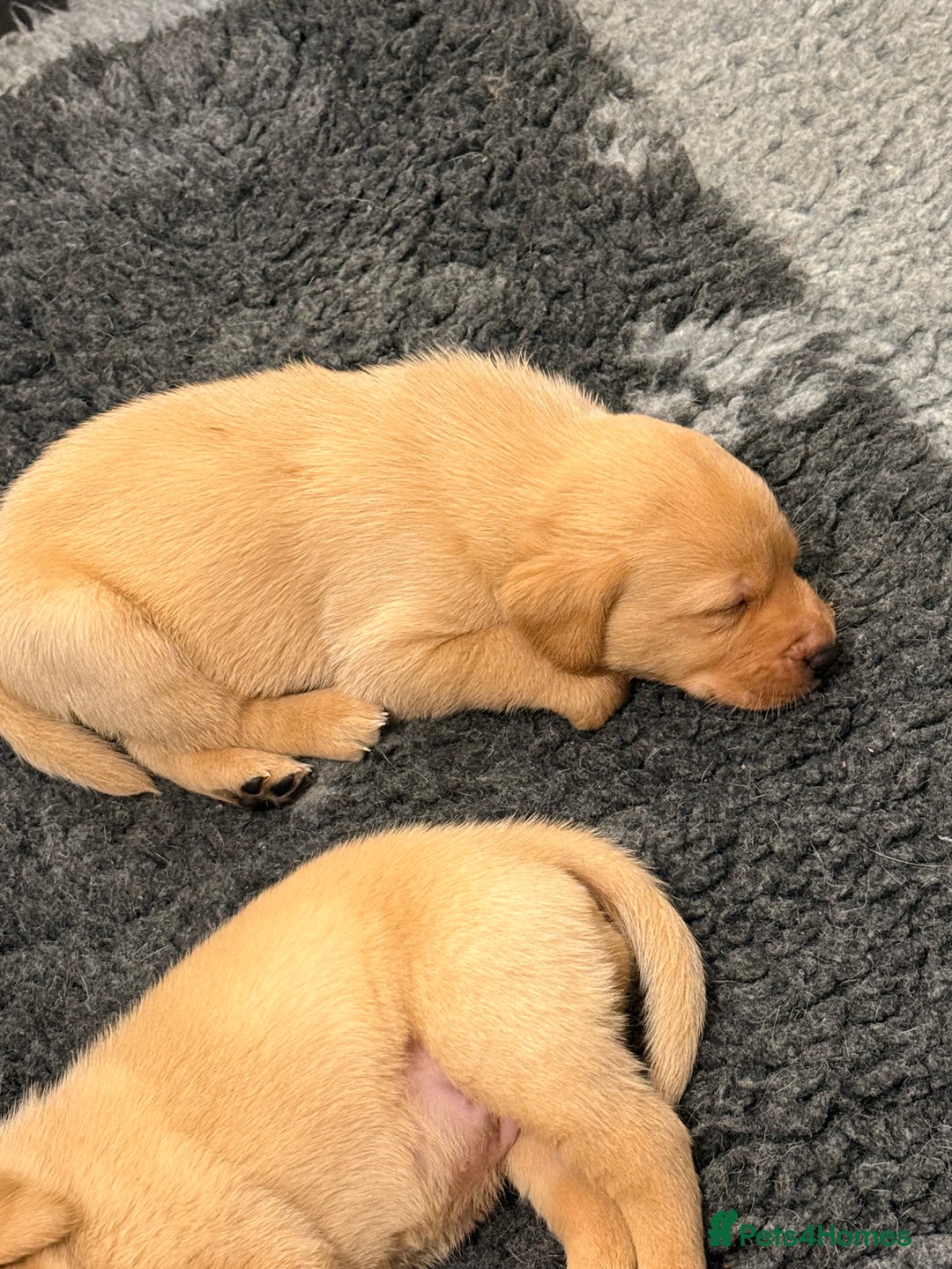 Labrador Retriever dogs for sale: Stunning Labrador puppies  - Advert 4