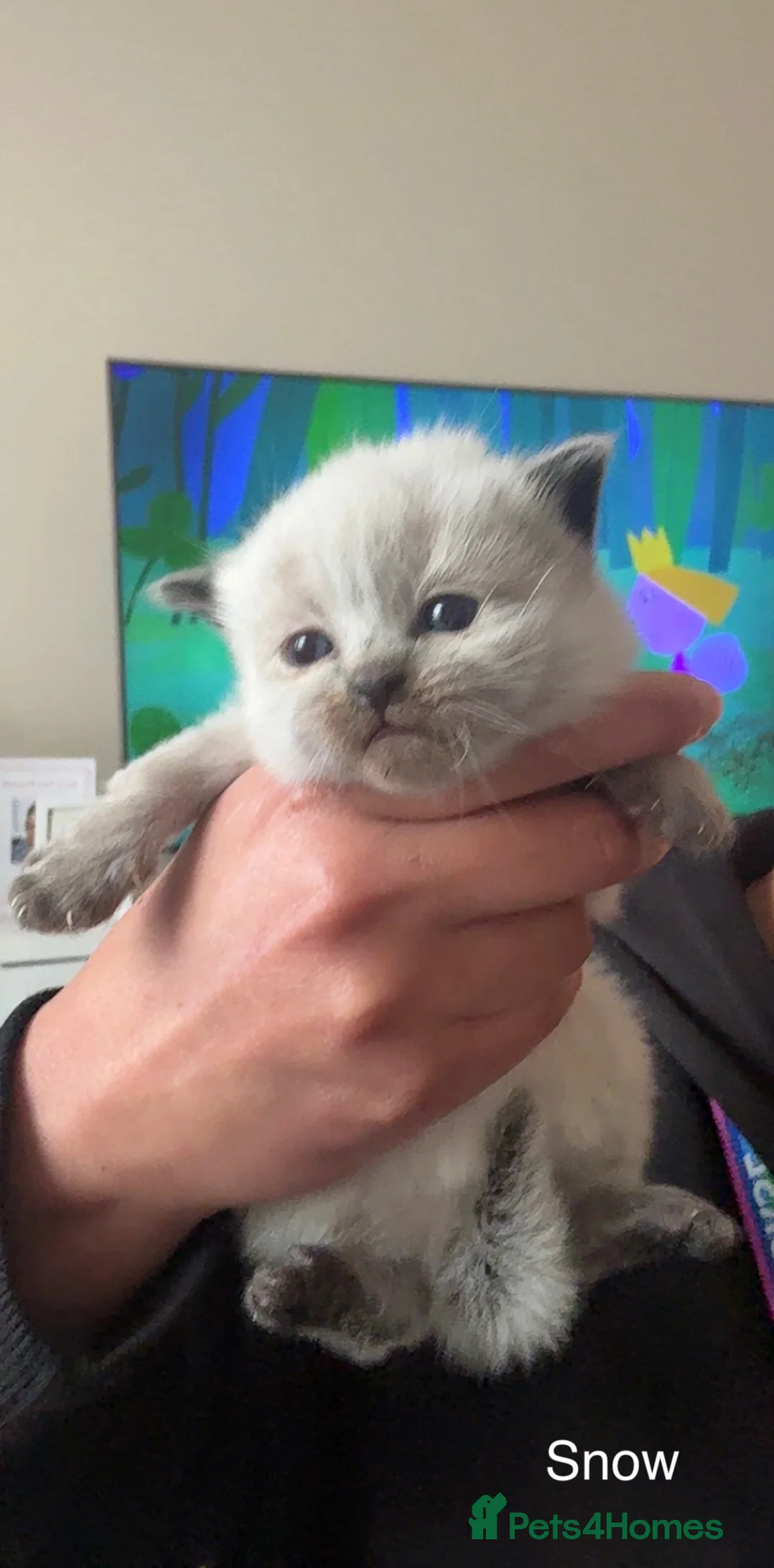 Mixed Breed cats for sale: Half ragdoll kittens🤍 - Advert 1