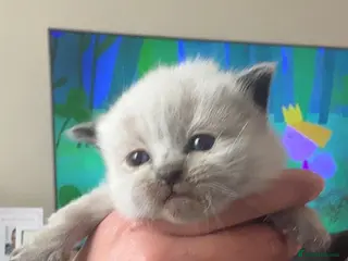 Mixed Breed cats Half ragdoll kittens🤍 - Advert 3