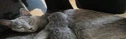 Russian Blue cats for sale: Ready Now TICA full pedigree RUSSIAN BLUE kittens  - Advert 4