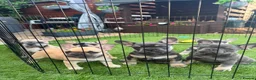 French Bulldog dogs for sale: Last blue tan micro puppy available reduced price  - Advert 8
