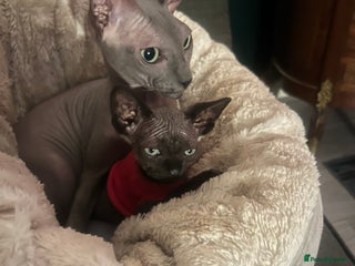 Sphynx cats Chocolate Canadian Sphynx boy - Advert 3