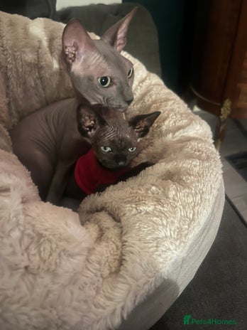 Sphynx cats Chocolate Canadian Sphynx boy - Advert 1