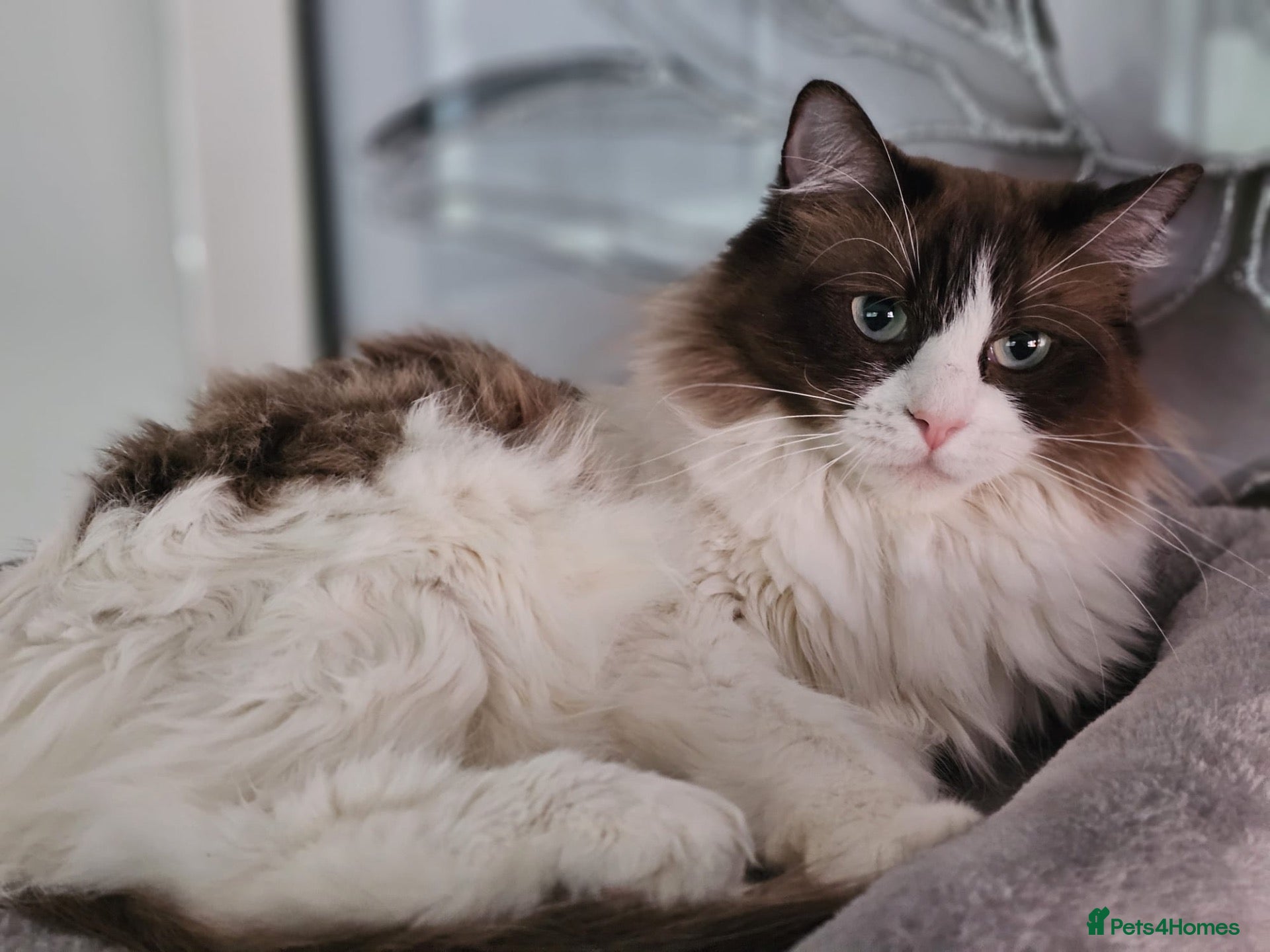 Ragdoll cats Beautiful Ragdoll/British short hair cross - Advert 1