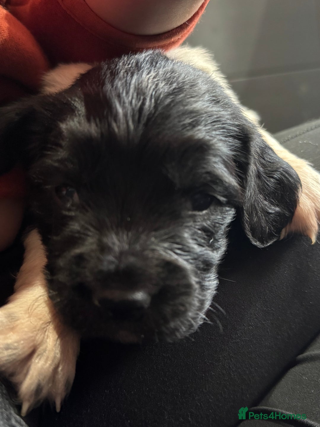 English Springer Spaniel dogs for sale: Hip/Elbow Scored and Health Tested, KC Springers  - Advert 7