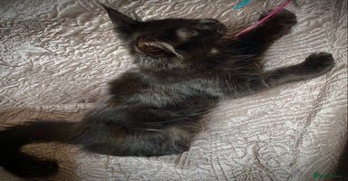 Maine Coon cats - Advert 2