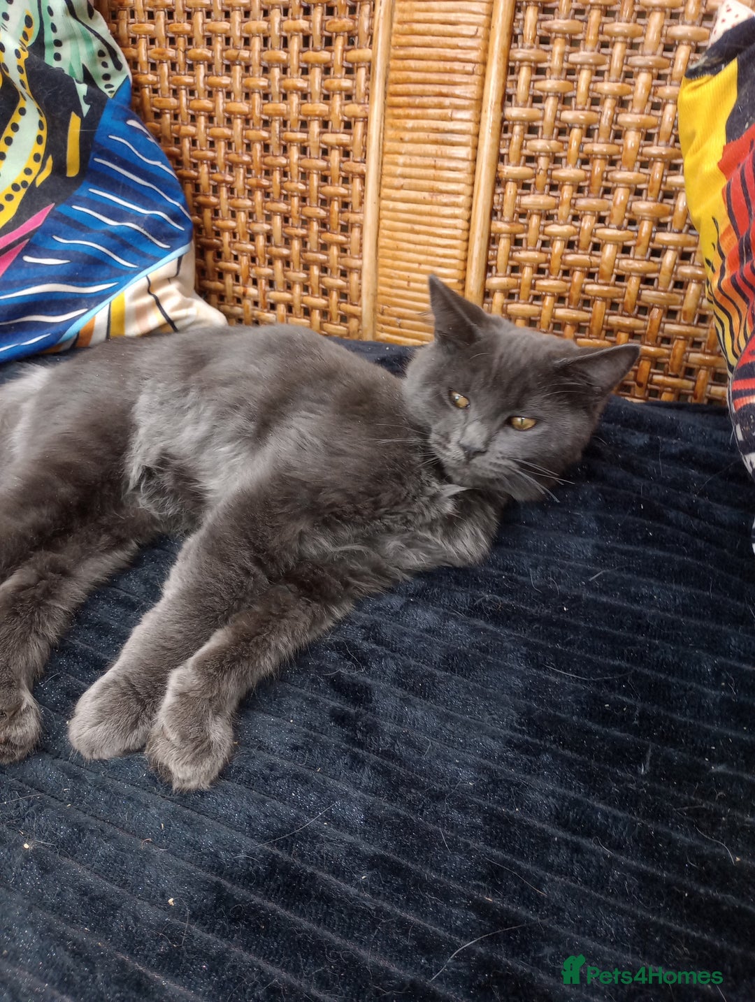 Maine Coon cats for sale: Maine coon purebred Xl - Image 15