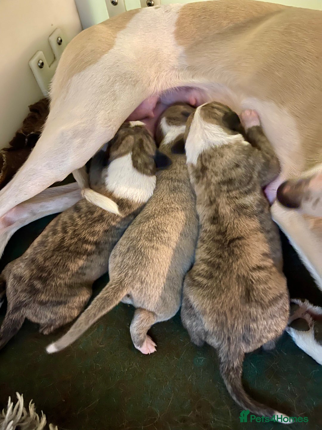 Whippet dogs for sale: Adorable kennel Club registered little Girl  - Advert 13