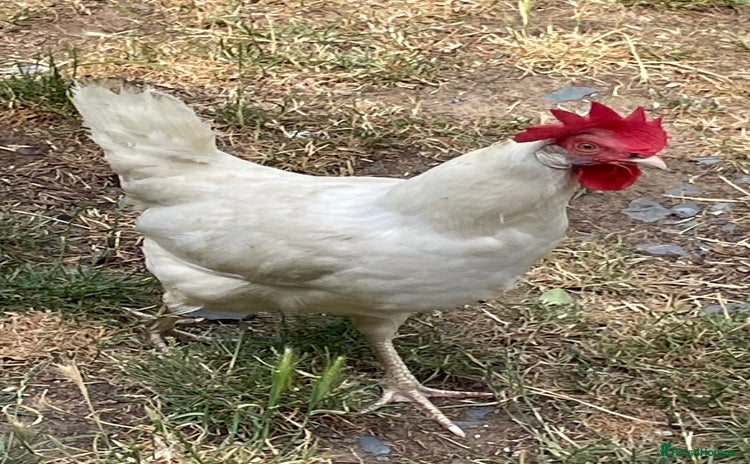 Chickens poultry - Advert 2