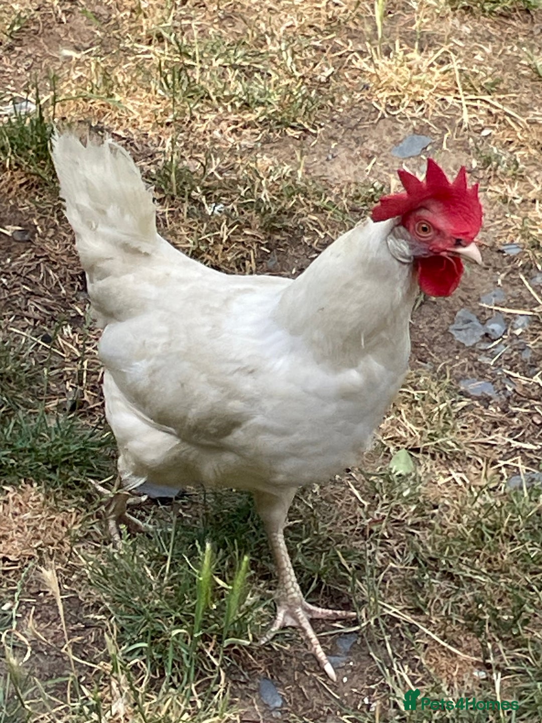 Chickens poultry for sale: Leghorn Chicken  - Image 1