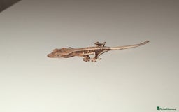 Gecko reptiles for sale: Lilly White Crested Gecko Hatchlings - Image 1