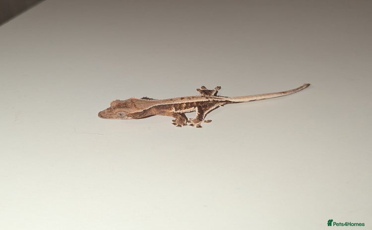 Gecko reptiles - Advert 1