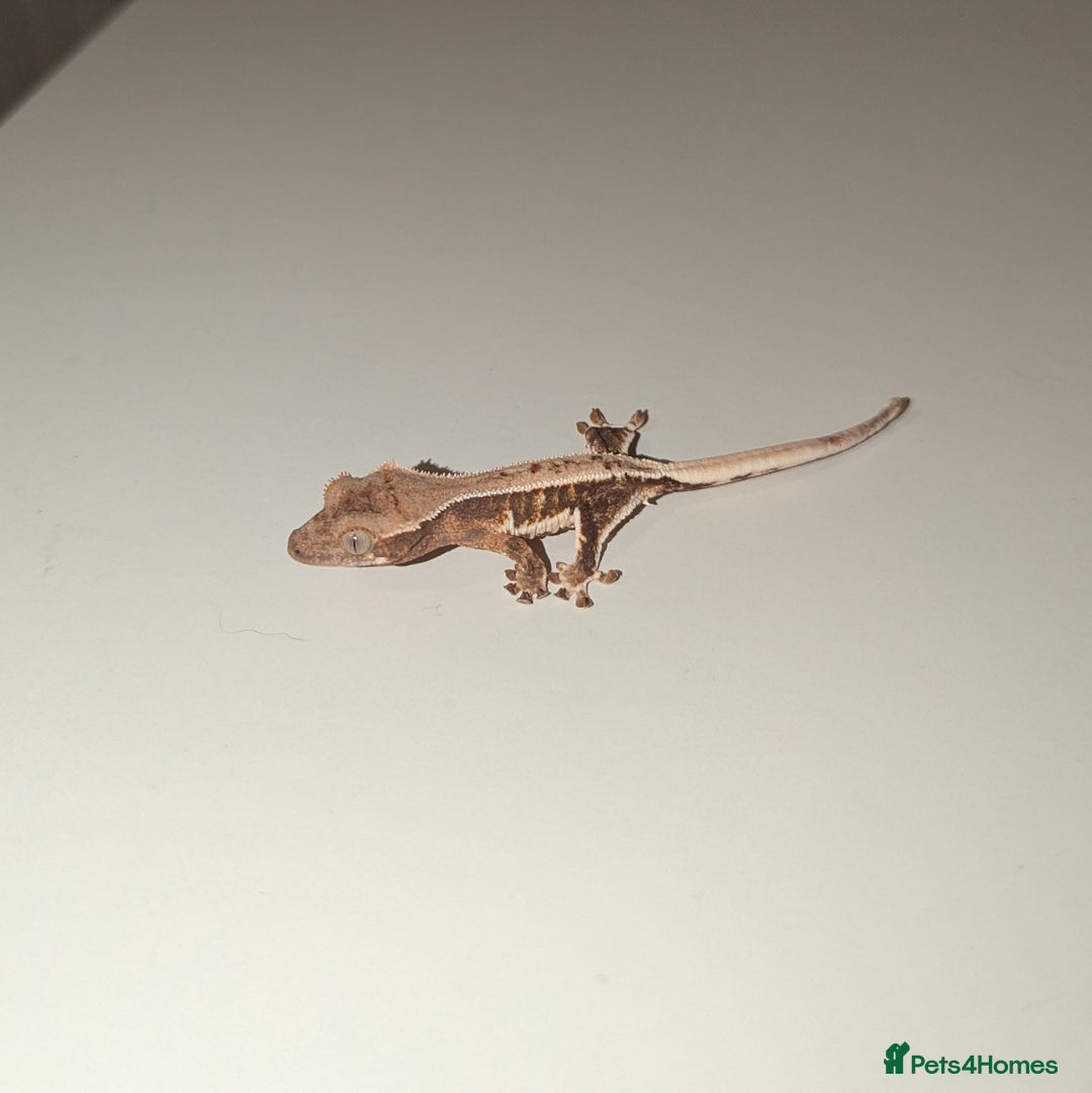 Gecko reptiles for sale: Lilly White Crested Gecko Hatchlings - Image 1