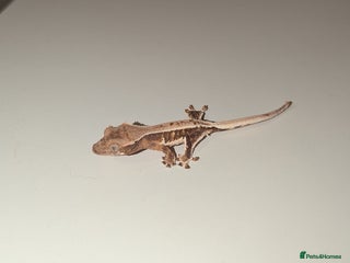 Gecko reptiles - Advert 4
