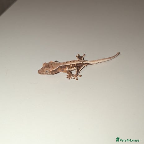 Gecko reptiles - Advert 5